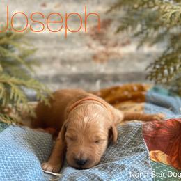 Goldendoodle Puppies from North Star Dog Training