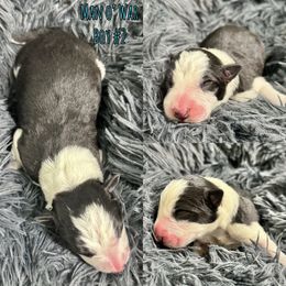 Man o' War - Black and white male Border Collie puppy in Oakley, California from Von Guadachi German Shepherds & Audacity Border Collies