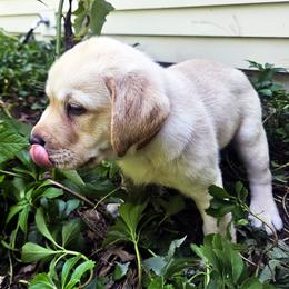 Mr. 6 - Yellow male Labrador Retriever puppy in Norwell, Massachusetts from Gabriel Ben-Yosef's Labs