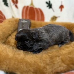 Shih Tzu Puppies from Lavender Lane Tzus
