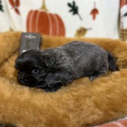 Shih Tzu Puppies from Lavender Lane Tzus