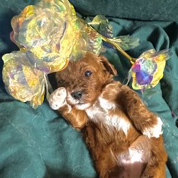 Fendi - Red female Cavapoo puppy in Conway, Missouri from Jordan  Harrison