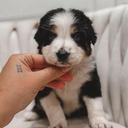 Hana - Black tri-color female Australian Shepherd puppy in Polk City, Florida from Skaky Shepherds