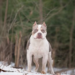Cupa - American Bully