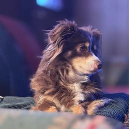 Reba - Toy Australian Shepherd