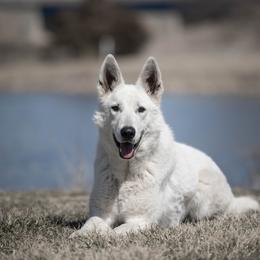Prada - Berger Blanc Suisse
