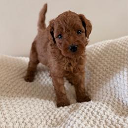 Male 1 - Red  male Goldendoodle puppy in Modesto, California from Central Valley Canine Companions