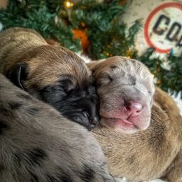 Great Dane Puppies from Pepper Mae Danes