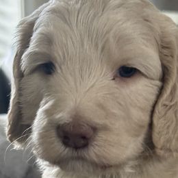 Chief Bogo - Cream Goldendoodle puppy in Monroe, North Carolina from Dreamland Aussies & Poodles