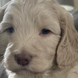Chief Bogo - Cream Goldendoodle puppy in Monroe, North Carolina from Dreamland Aussies & Poodles