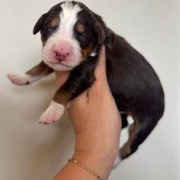 Christmas Pup- B-Dawg - Brown male Bernedoodle puppy in Bountiful, Utah from EasyBreezyDoodles