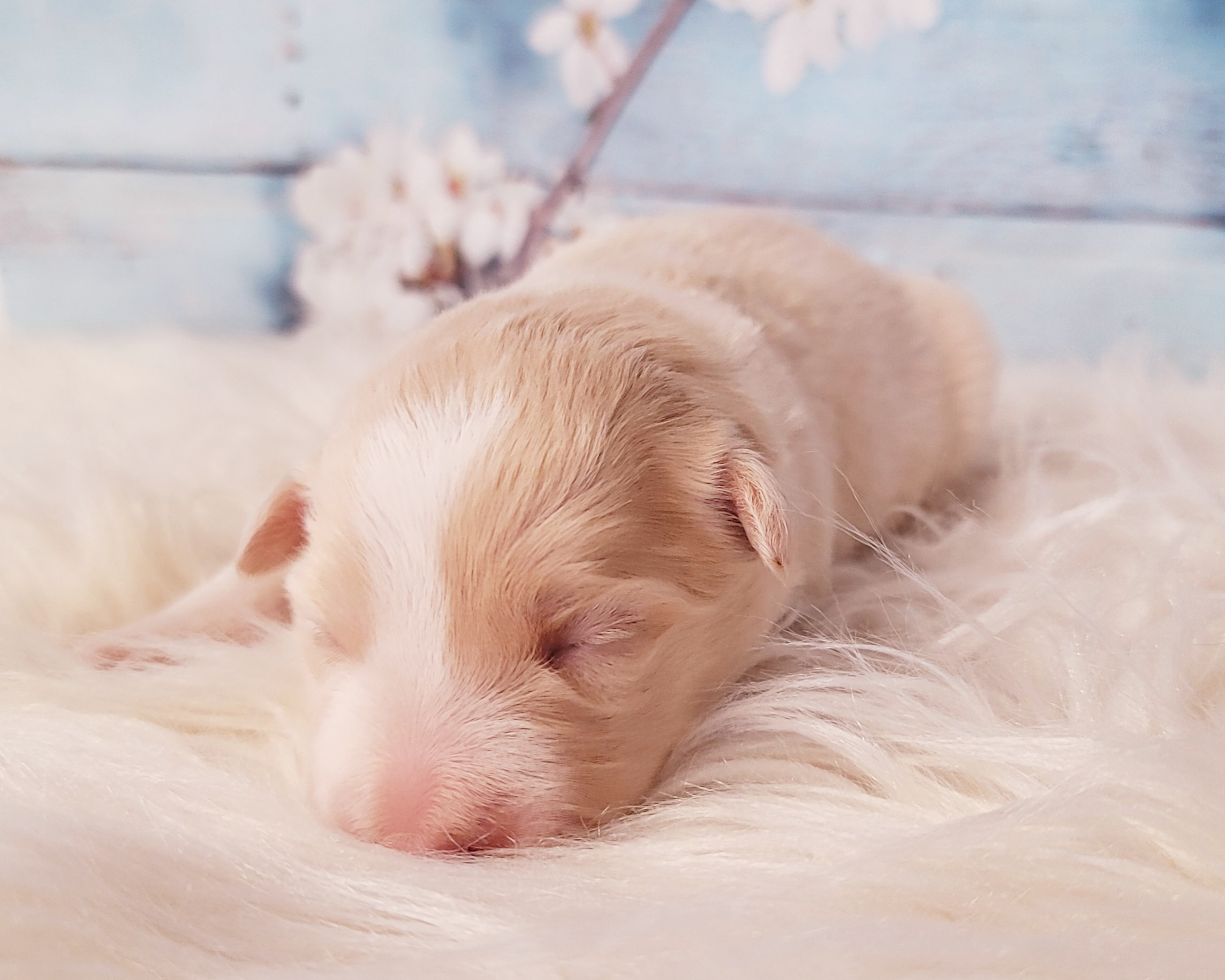 Border Collie and Pembroke Welsh Corgi Puppies from Borderline Kennels