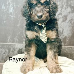 Raynor - Phantom male Goldendoodle puppy in Pasco, Washington from Camp Doodle Woods