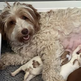 Australian Labradoodle puppies from Autumn Harvest Dood Ranch