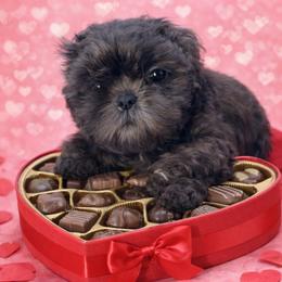 Seleste - Blue female Shih Tzu puppy in Hialeah, Florida from South East Coast Angels Shih Tzus