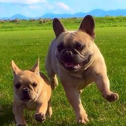 French Bulldog Puppies from Golden Oak Gypsy