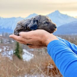 Merle Boy - Blue merle male Bernedoodle puppy in Anchorage, Alaska from Cascade Country Doodles