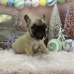 Mocha - Fawn male French Bulldog puppy in Tulsa, Oklahoma from EvergreenEliteKennel