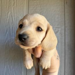 Crème brûlée - Cream female Dachshund puppy in New Mexico from Zia Trail Doxies
