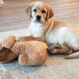 Labrador Retriever Puppies from Abundance Labradors