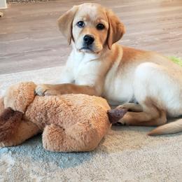 Labrador Retriever Puppies from Abundance Labradors