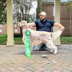 Gulliver - English Setter