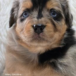 KB.BMF1 - Blue merle female Miniature Australian Shepherd puppy in Deer Lodge, Tennessee from KSH Aussie Haven