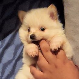 Pomeranian Puppies from Ramos' Pommies