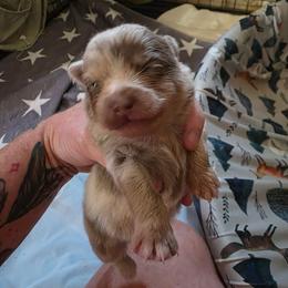 Funyun - Lavender male Pomeranian puppy in Tyner, Kentucky from Tanner's Majestix Kennels