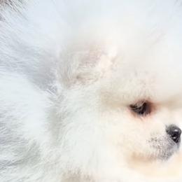 Pomeranians from Poof City Poms