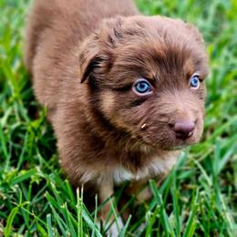 Lady liberty - Red tri-color female Australian Shepherd puppy in Silex, Missouri from Small Town Australian Shepherds