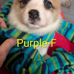 Purple - Red female Pembroke Welsh Corgi puppy in Berkeley Springs, West Virginia from Hummingbird Farm