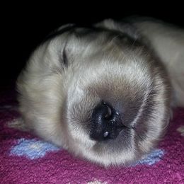 Golden Retriever Puppies from Carolina Goldens