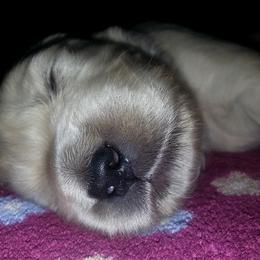 Golden Retriever Puppies from Carolina Goldens