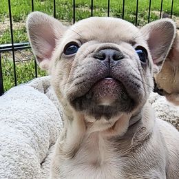 French Bulldogs from Forever Frenchies
