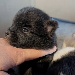 Skye - Black female Pomeranian puppy in California from TD Dream Poms