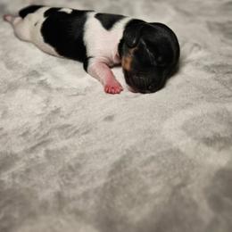 Sammi - Piebald female Dachshund puppy in Modesto, California from Cabrera Family Kennels