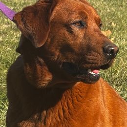 Prada - Labrador Retriever