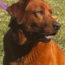 Prada - Labrador Retriever