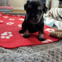 Miniature Schnauzer Puppies from Connie's Mini Schnauzer’s
