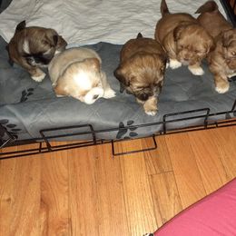 Shih Tzu Puppies from Highland Farms Shih Tzu & Imperial Beauties