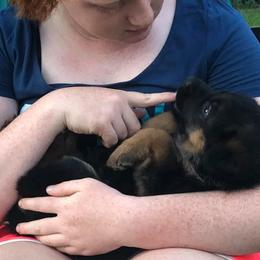 German Shepherd Puppies from Semper Fi K9 Montana