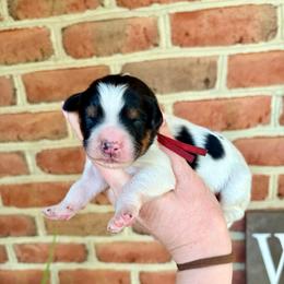 Bronco - Tri-color male Bernedoodle puppy in Denver, Pennsylvania from Greenview Puppies