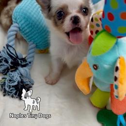 Gargamel - Merle male Chihuahua puppy in Naples, Florida from Naples Tiny Dogs
