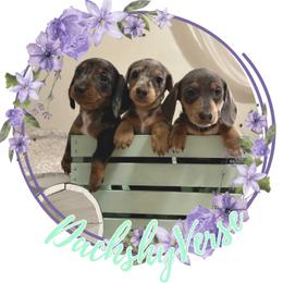 Dachshund Puppies from DachshyVerse