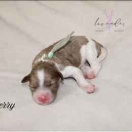 Mulberry - Merle female Cockapoo puppy in Mancelona, Michigan from Lavender poodles & doodles