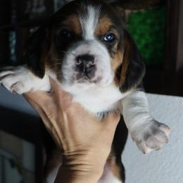 Boy 3 - male Beagle puppy in Susanville, California from Homegrown Beagles