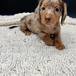 Dachshund Puppies from Golden Creek Farm