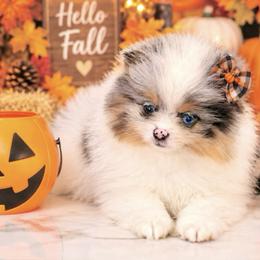AKC Liberty - Blue merle female Pomeranian puppy in Santa Rosa, California from Cute California Poms