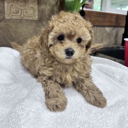 Maltipoo Puppies from Jessica's Maltipoos